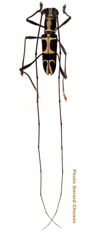 Cylindrepomus laetus 