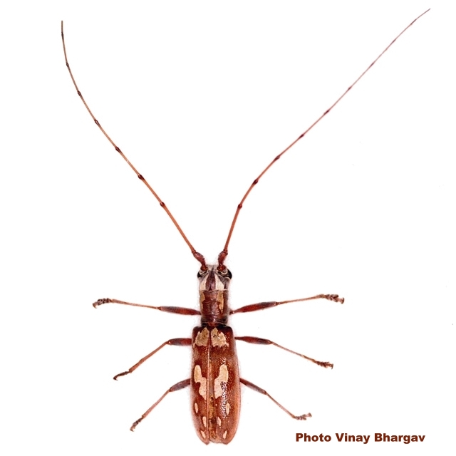 Olenecamptus anogeissi 