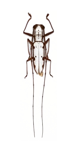 Olenecamptus cretaceus
