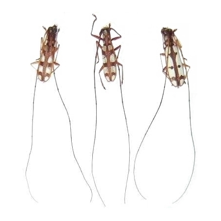 Olenecamptus formosanus