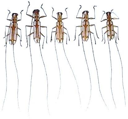 Olenecamptus formosanus