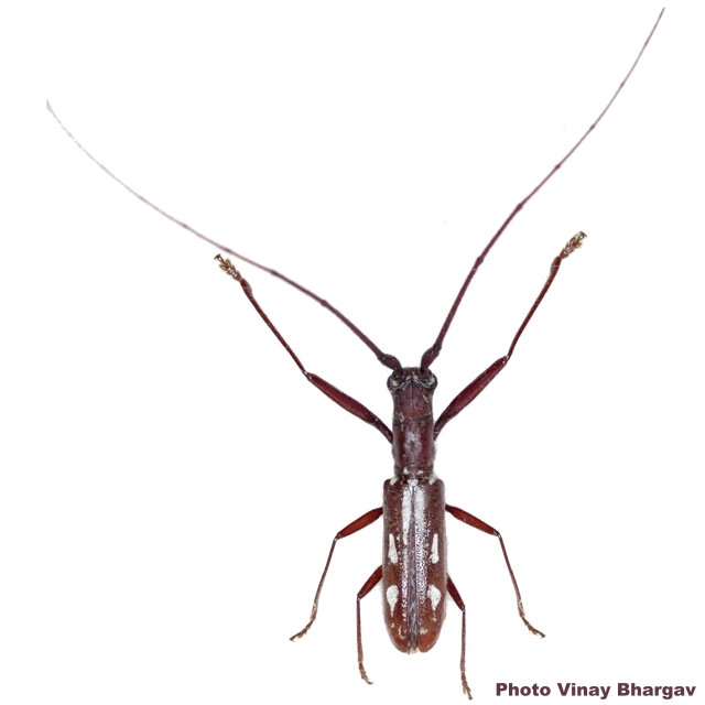 Olenecamptus pseudostrigosus