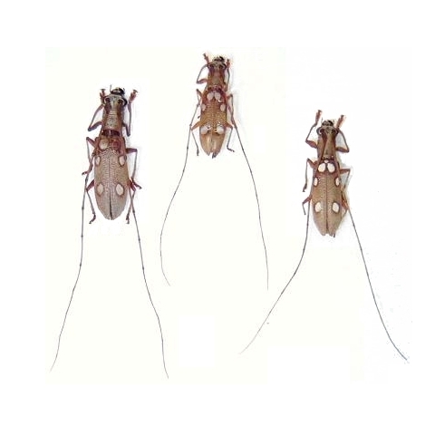 Olenecamptus bilobus taiwanus