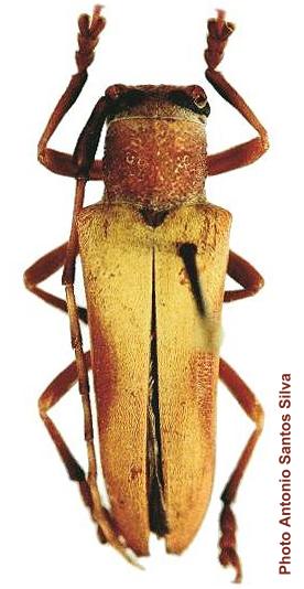 Cotyadesmus iuba