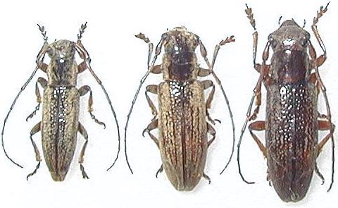 Bumetopia oshimana oshimana