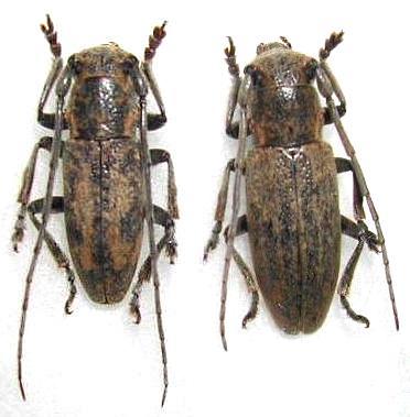 Bumetopia sakishimana