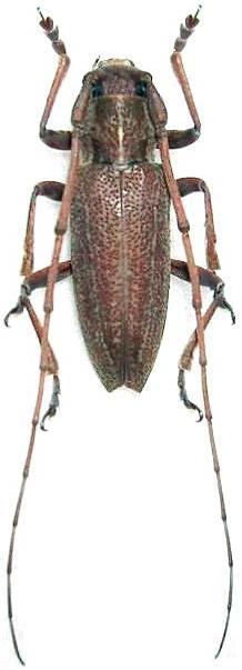 Notomulciber quadrisignatus