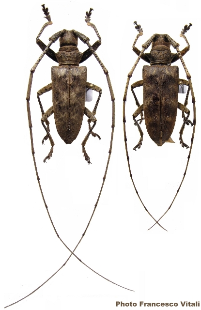 Acalolepta longicornis