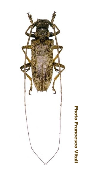 Acalolepta bolanica
