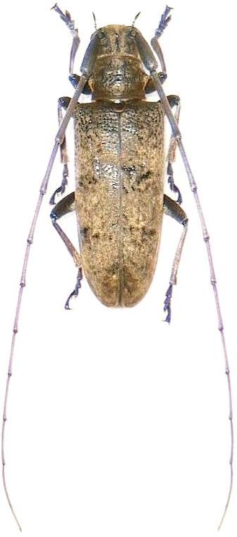 Acalolepta degener