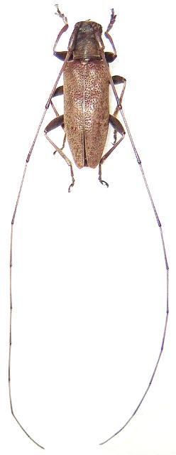Acalolepta ferriei