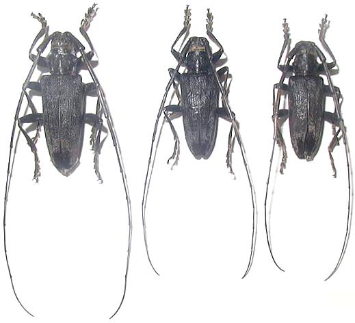 Acalolepta hachijoensis