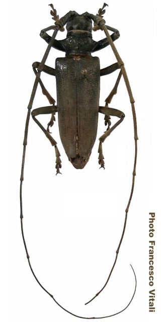 Acalolepta longipennis