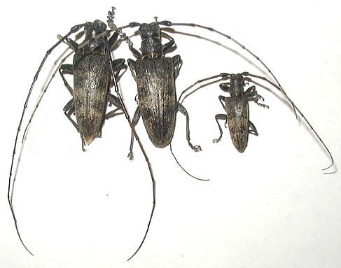 Acalolepta luxuriosa