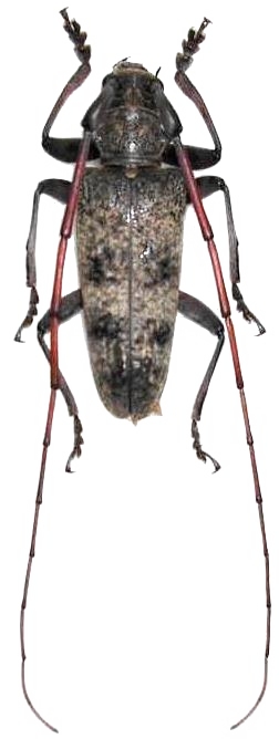Acalolepta luxuriosa