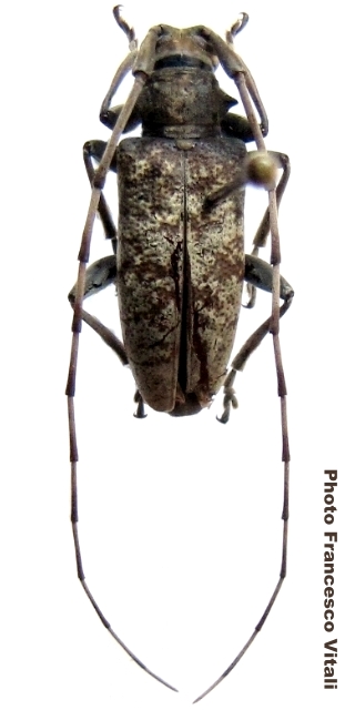 Acalolepta montana 