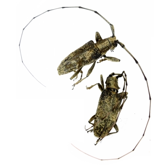 Acalolepta permutans