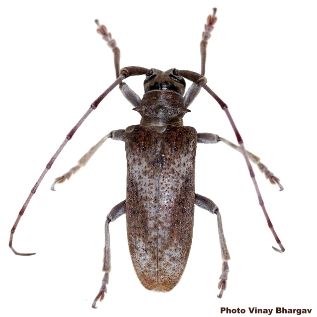 Lamiinae Lamiini Acalolepta rusticatrix