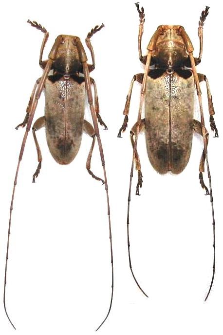 Acalolepta sublusca maculihumera