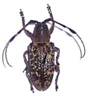 Achthophora ferruginea