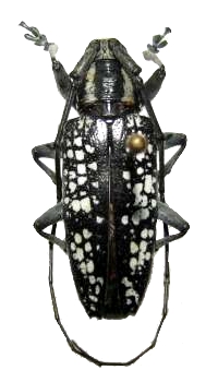 Acridocephala seriata