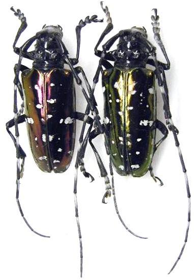 Anoplophora albopicta