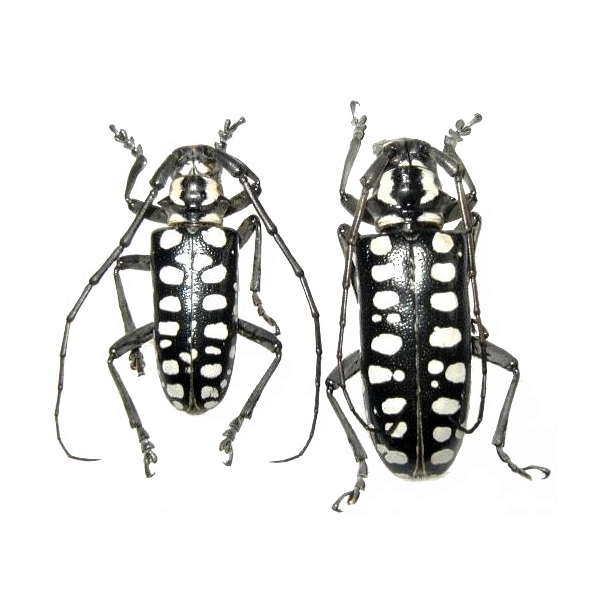 Anoplophora asuanga