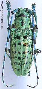 Anoplophora beryllina