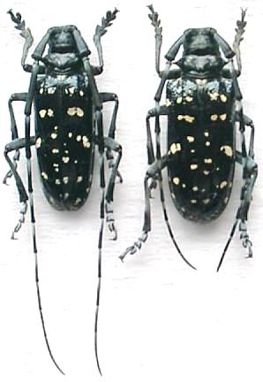 Anoplophora chinensis