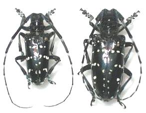 Anoplophora chinensis