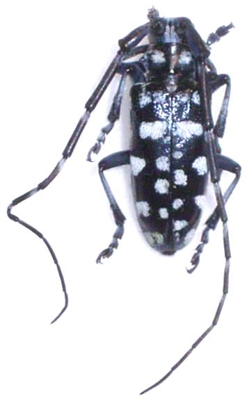 Anoplophora davidis