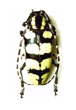 Anoplophora horsfieldii