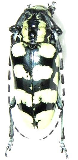 Anoplophora horsfieldii