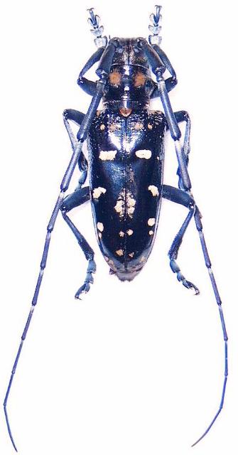 Anoplophora oshimana