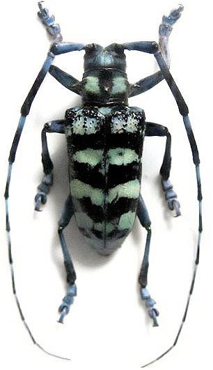 Anoplophora zonatrix