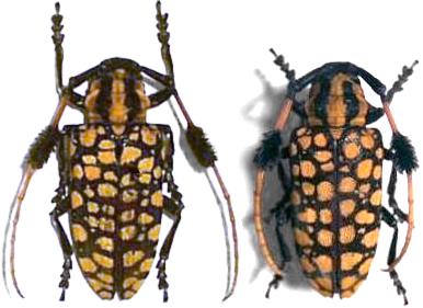 Aristobia approximator