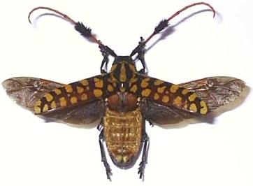 Aristobia approximator