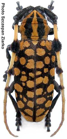 Aristobia reticulator 