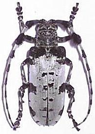 Aristobia angustifrons