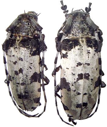 Aristobia angustifrons