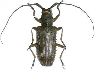 Batomena multispinis