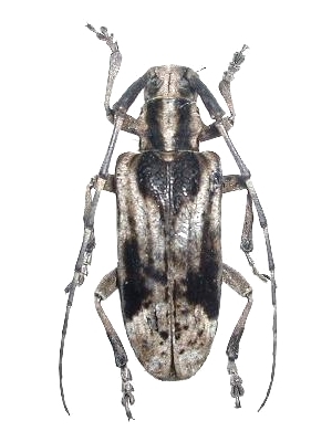 Blepephaeus succinctor succinctor 