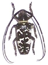 Cereopsius vivesi