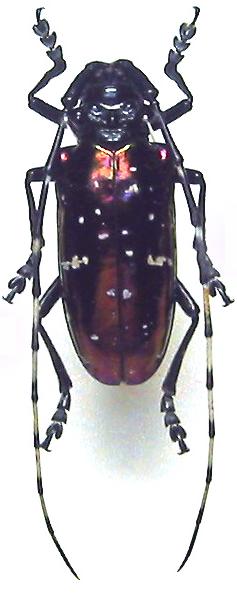 Anoplophora albopicta