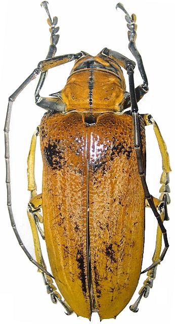 Cerosterna pollinosa