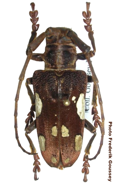 Cerosterna pulchellator