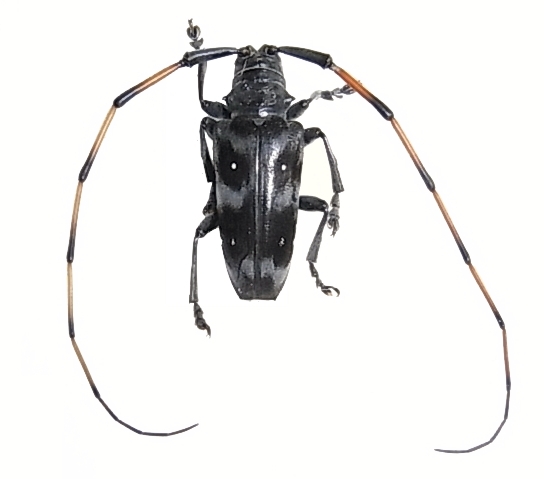 Cereopsius alboguttatus