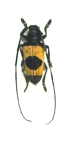 Cereopsius luhuanus