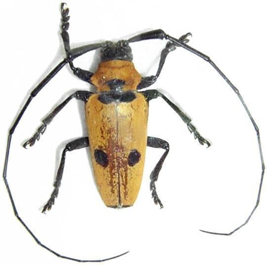 Cereopsius praetorius