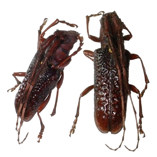 Cribragapanthia scutellata 